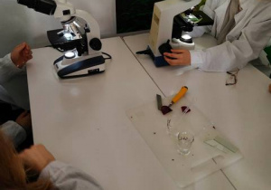 Praca z mikroskopem.